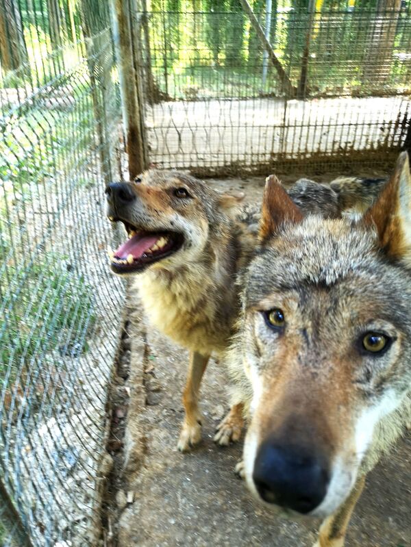 Русская община Риги в вольере для волков: как прошел субботник в зоопарке - Sputnik Латвия