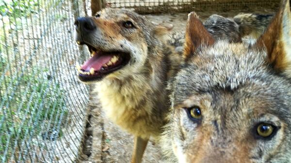 Волки в мини-зоопарке Кекавиняс личи Игоря Малинаускаса - Sputnik Латвия