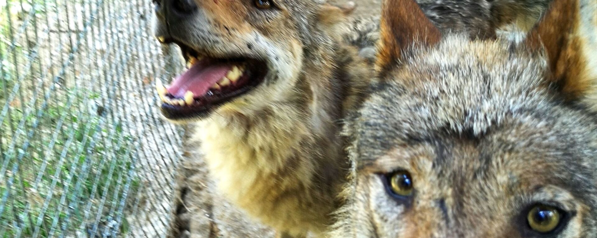 Волки в мини-зоопарке Кекавиняс личи Игоря Малинаускаса - Sputnik Латвия, 1920, 17.06.2021