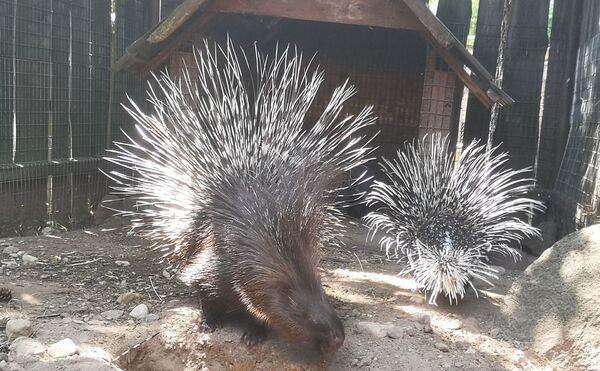 Русская община Риги в вольере для волков: как прошел субботник в зоопарке - Sputnik Латвия