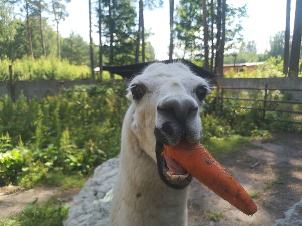 Русская община Риги в вольере для волков: как прошел субботник в зоопарке - Sputnik Латвия