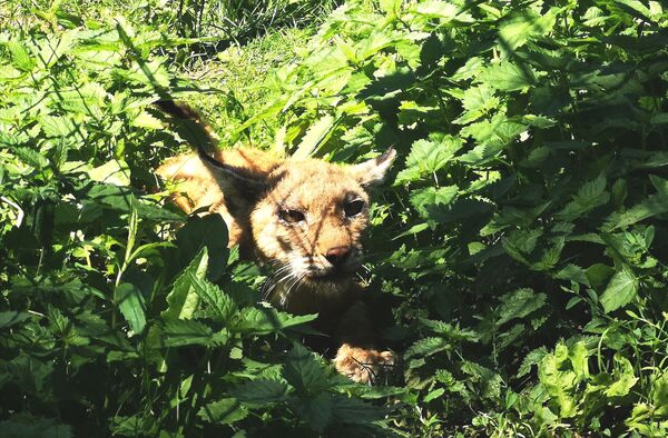 Русская община Риги в вольере для волков: как прошел субботник в зоопарке - Sputnik Латвия