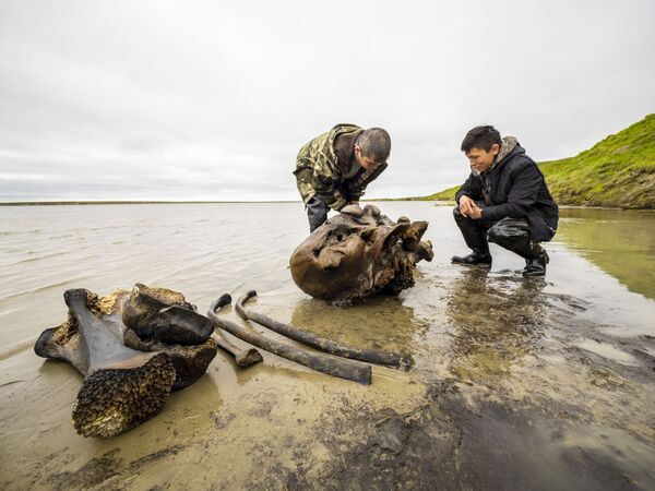 В ямальском озере Печевалавато местные жители нашли фрагменты скелета мамонта с мягкими тканями


 - Sputnik Латвия