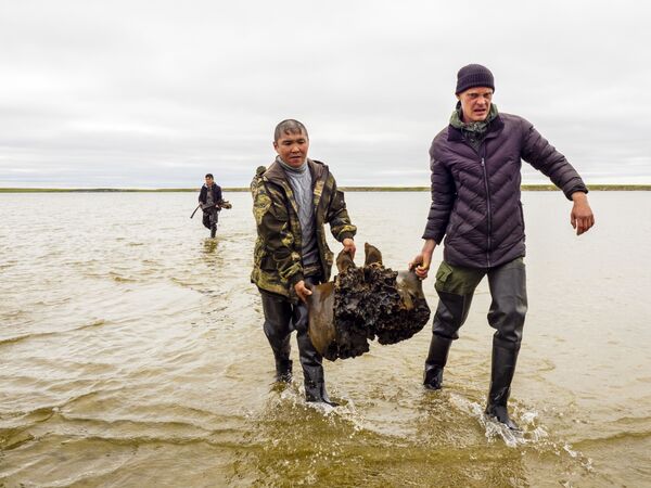 Археолог Научного центра изучения Арктики Андрей Гусев сообщил, что для окончательного извлечения скелета из-под воды потребуется больше времени

 - Sputnik Латвия