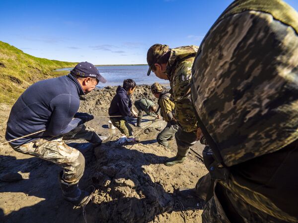Богатейшая коллекция костных останков мамонтовой фауны собрана учеными на Гыданском полуострове - Sputnik Латвия