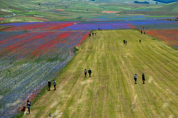 Cilvēki staigā gar ziedošajiem ziediem un lēcu laukiem Kastelučo, nelielā ciematā Umbrijā, centrālajā Itālijā. - Sputnik Latvija