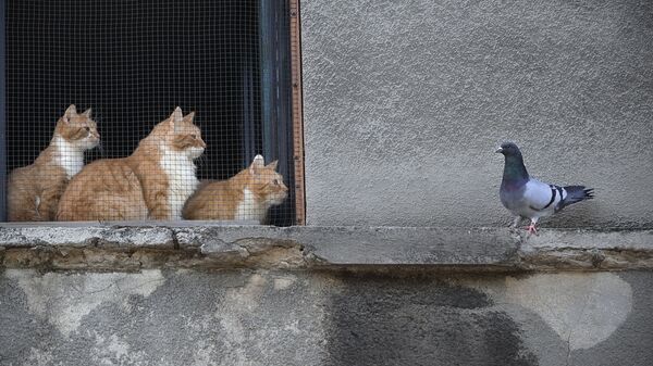 Кошки смотрят на голубя из окна дома в Бухаресте, Румыния - Sputnik Latvija