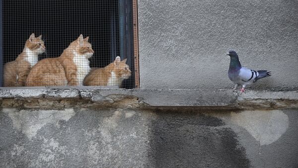 Кошки смотрят на голубя из окна дома в Бухаресте, Румыния - Sputnik Latvija