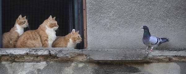 Кошки смотрят на голубя из окна дома в Бухаресте, Румыния - Sputnik Латвия