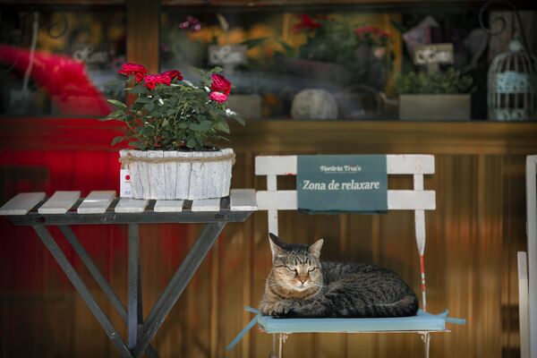 Кошка сидит на стуле с надписью Зона отдыха возле цветочного магазина в Бухаресте, Румыния - Sputnik Латвия
