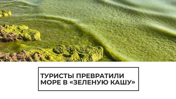 Бродячие водоросли: воды Черного моря превратились в зеленую кашу в разгар сезона - Sputnik Латвия