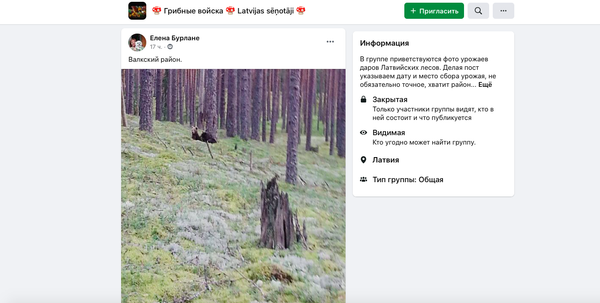 Они ничего не боятся: в Валкском районе грибники встретили двух медвежат - Sputnik Латвия