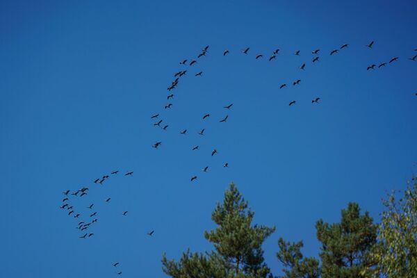 Газенваген и кровь детей в жилах легионеров СС: 76 лет назад закончились ужасы Саласпилса - Sputnik Латвия