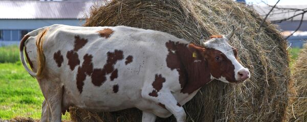 Чипирование сельскохозяйственных животных в Приморье Чипирование сельскохозяйственных животных в Приморье - Sputnik Latvija