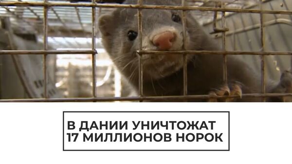 Инфицированные COVID-19 норки уничтожены в Дании - Sputnik Латвия