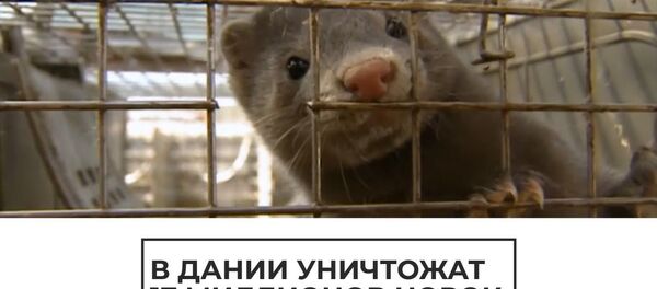 Вирус-мутант: из-за COVID-19 в Дании запустили массовое истребление норок Вирус-мутант: из-за COVID-19 в Дании запустили массовое истребление норок - Sputnik Latvija