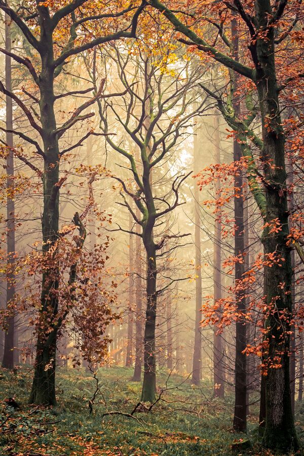 Britu fotogrāfa Deivida Džonsa  (David G Jones) uzņēmums Mortimera koki, kas tapis Mortimera mežā Šropšīras grāfistē  - Sputnik Latvija