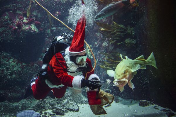 Подводный Санта-Клаус Тимо Камински проводит традиционное кормление рыб в развлекательном центре в немецком городе Теннинг. Из-за пандемии в этом году мероприятие проходит в онлайн-режиме - Sputnik Латвия