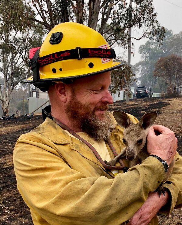 Детеныш кенгуру, спасенный от лесных пожаров в Австралии - Sputnik Латвия
