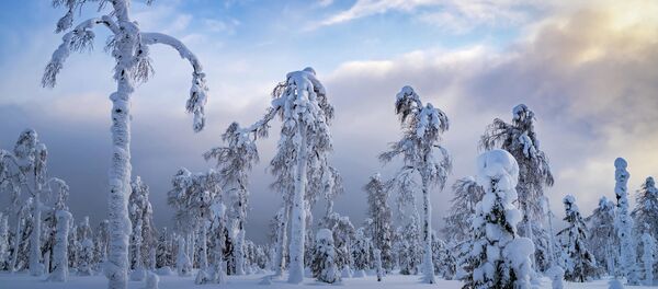 Сергей Межин. Уральские пальмы. Пермский край. 2020 - Sputnik Латвия