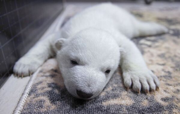 Baltā lāča mazulis - Sputnik Latvija