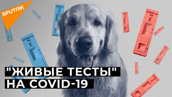 Собак научили распознавать инфицированных COVID-19: как это работает - Sputnik Латвия