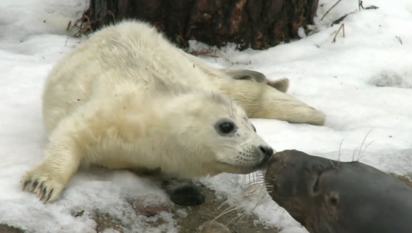 В Рижском зоопарке родился тюлененок - Sputnik Latvija