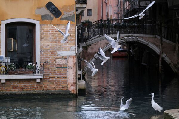 Птицы над каналом в Венеции  - Sputnik Латвия
