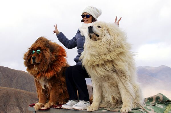 Женщина фотографируется с собаками породы тибетский мастиф в горах Тибета - Sputnik Латвия