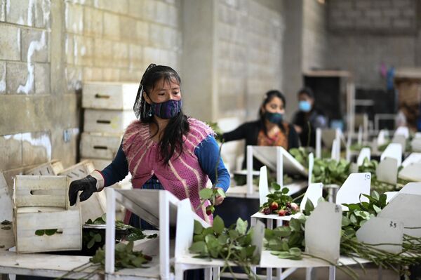 Женщины упаковывают розы на продажу в преддверии Дня святого Валентина в деревне Лома-Альта, Сан Хуан Сакатепекес, Гватемала - Sputnik Латвия