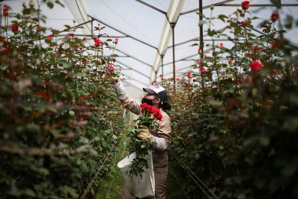 Сотрудник цветочной фермы собирает цветы для экспорта в преддверии Дня святого Валентина в Токансипа, Колумбия - Sputnik Латвия