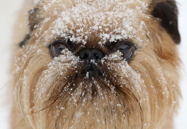 Sniega pārklāts suns dzīvnieku aprūpes centrā Hounds on the Hudson Olbanijā, Ņujorkas štats - Sputnik Latvija