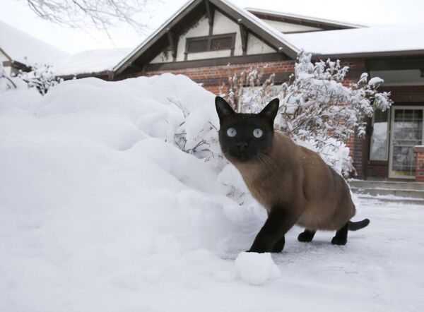 Кот гуляет во дворе после снежной бури в Денвере - Sputnik Латвия