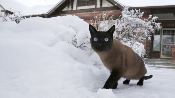 Кот гуляет во дворе после снежной бури в Денвере - Sputnik Латвия