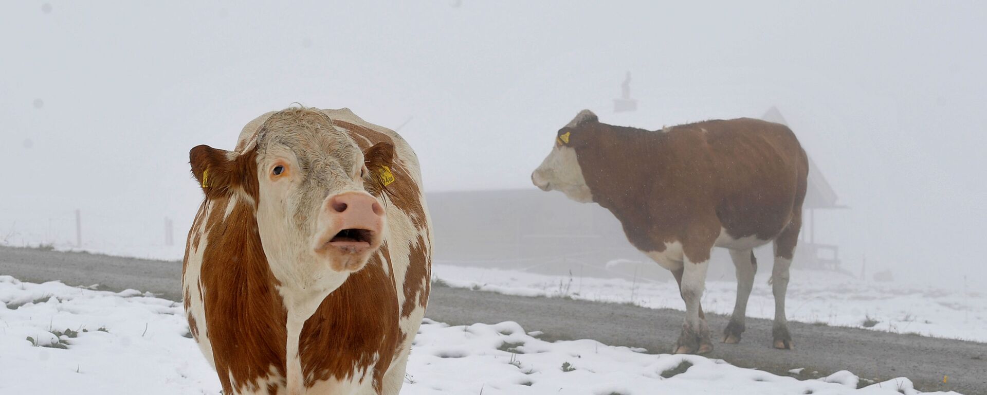 Коровы на горном пастбище в австрийской провинции Зальцбург - Sputnik Латвия, 1920, 17.02.2023