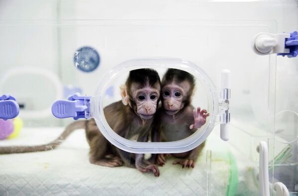 Клонированные обезьяны в лаборатории исследования приматов в Китайской академии наук. 22 января 2018 - Sputnik Латвия