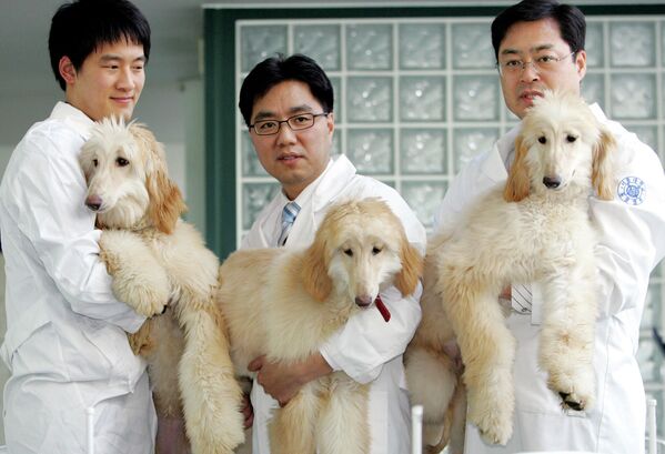 Профессор из Сеульского национального университета Ли Бён-чунь демонстрирует клонированных собак. Южная Корея - Sputnik Латвия