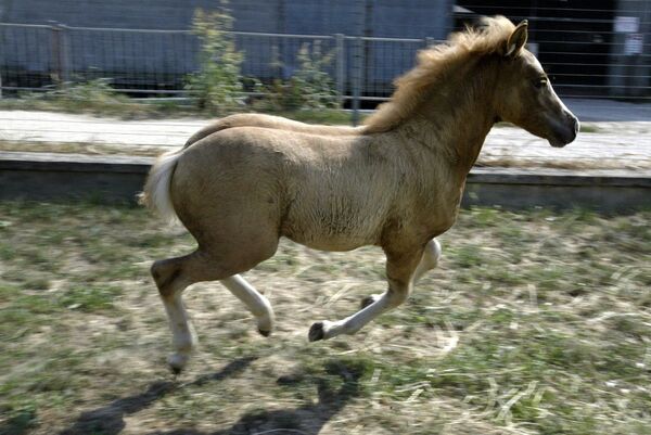 Первая в мире клонированная лошадь Прометея - Sputnik Латвия
