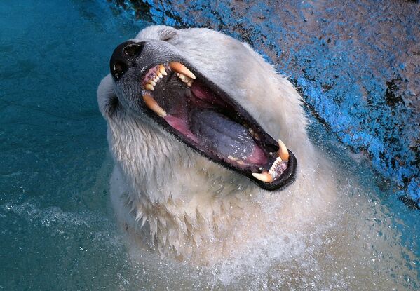 Белый медведь в парке флоры и фауны Роев ручей в Красноярске - Sputnik Латвия