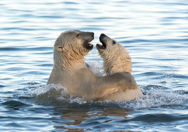 Белые медведи играют в Чукотском море - Sputnik Латвия