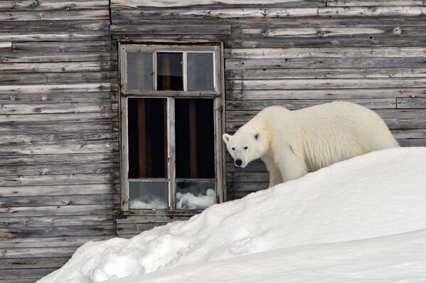 Белый медведь на территории полярной станции на берегу бухты Тихая на острове Гукера архипелага Земля Франца-Иосифа - Sputnik Латвия