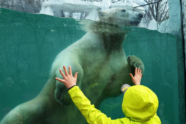Белый медведь в зоосаде Приамурский имени В. П. Сысоева в Хабаровске - Sputnik Латвия