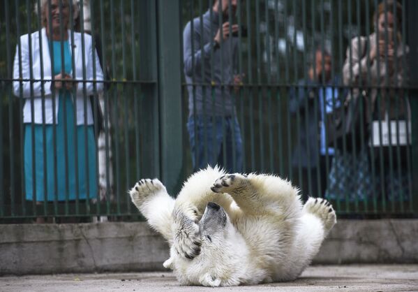 Белая медведица Умка-Аяны в зоопитомнике Московского зоопарка - Sputnik Латвия