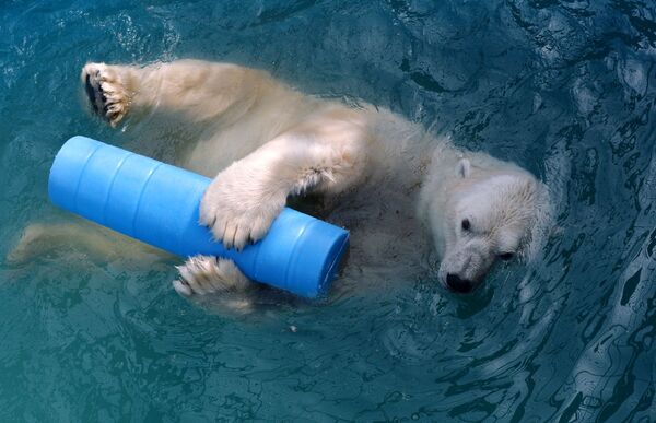 14-летний белый медведь Феликс, найденный в 2006 году на научном стационаре острова Врангеля осиротевшим детёнышем, купается в бассейне в парке флоры и фауны Роев ручей в Красноярске - Sputnik Латвия