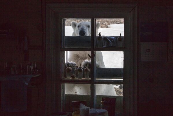 Белый медведь на территории полярной станции на берегу бухты Тихая на острове Гукера архипелага Земля Франца-Иосифа - Sputnik Латвия