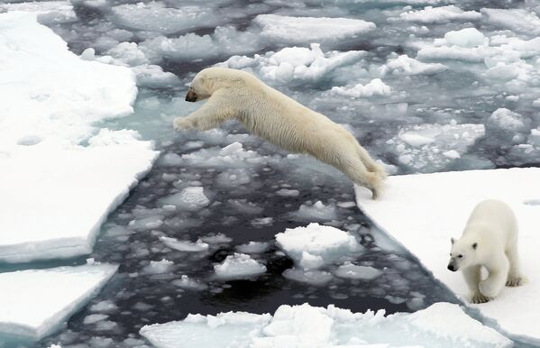 Белые медведи на льдине в Северном Ледовитом океане - Sputnik Латвия