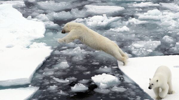 Белые медведи на льдине в Северном Ледовитом океане - Sputnik Latvija