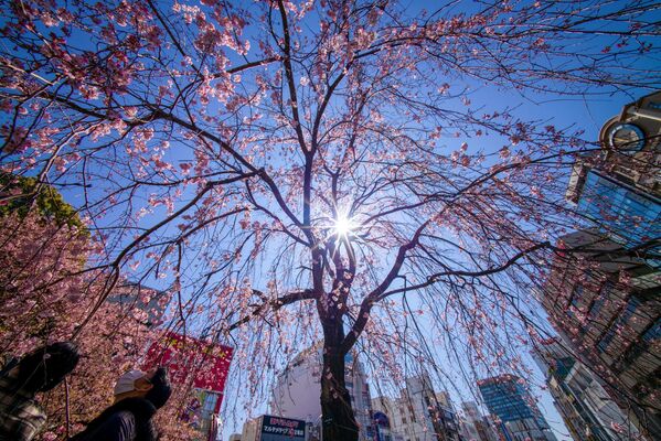 Люди любуются цветущей вишней в Токио - Sputnik Латвия