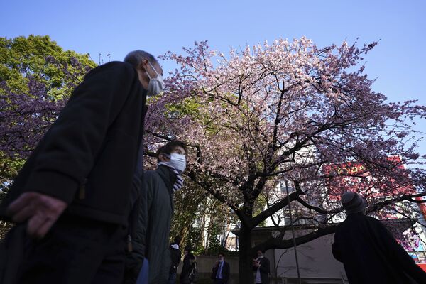 Люди любуются цветущей вишней в Токио - Sputnik Латвия