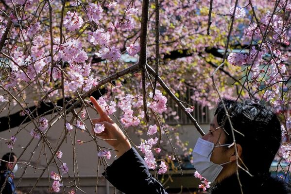 Девушка любуется цветущей вишней в Токио - Sputnik Латвия